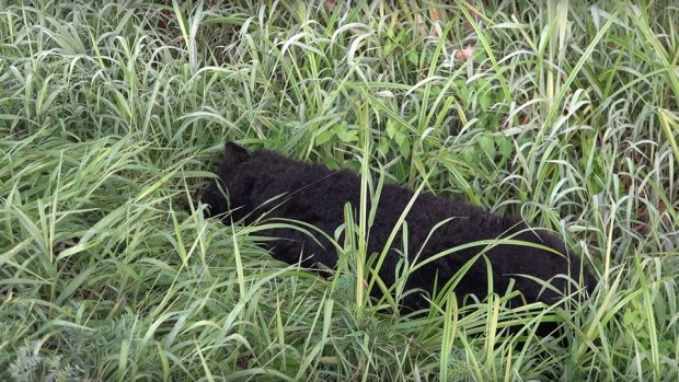 Dead bear