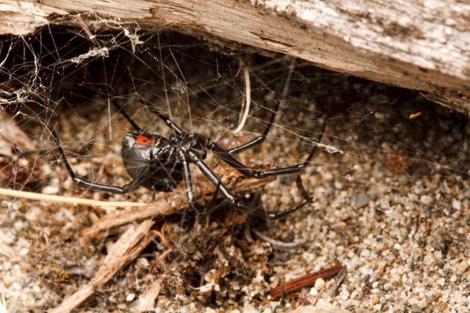 Black widow spider isn't particularly interested in biting humans.