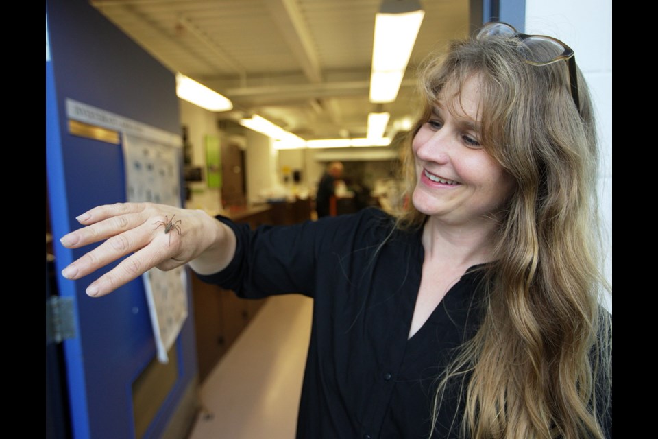 Claudia Copley, entomology collection manager at the Royal B.C. Museum, isn't shy about offering a hobo spider a lift.