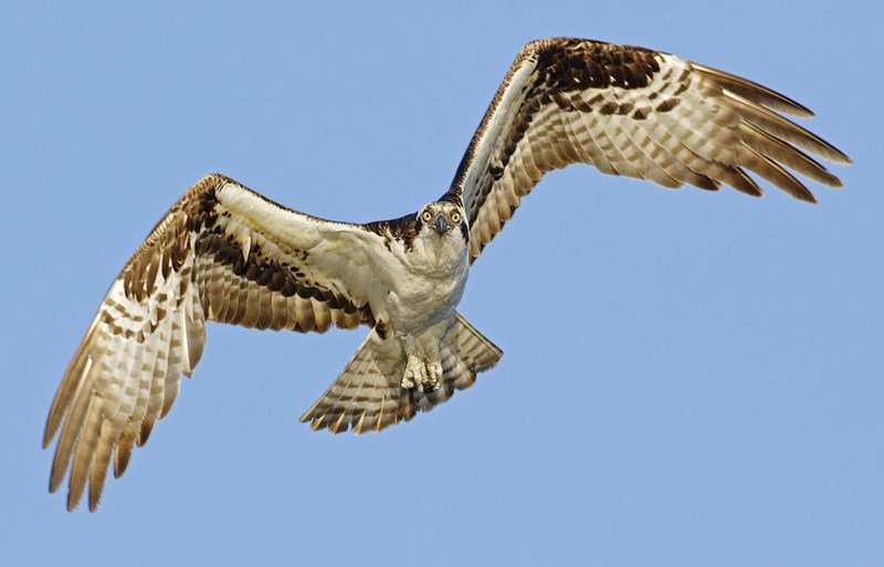 Birds on the wing as summer concludes