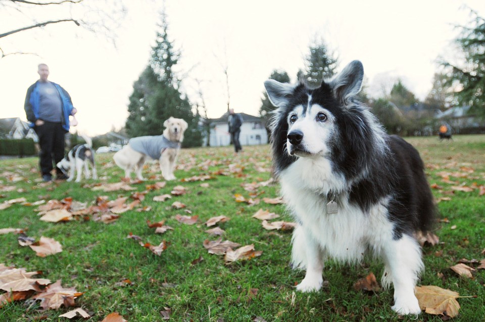 The park board is now undertaking a public consultation process around dog parks in Vancouver. Photo