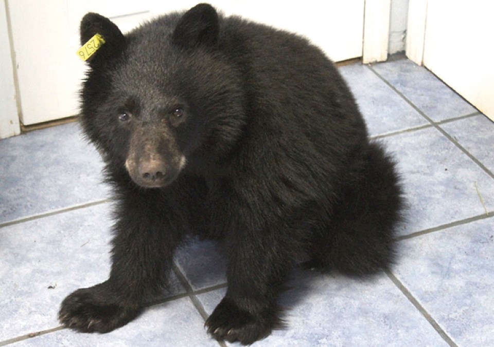 bear