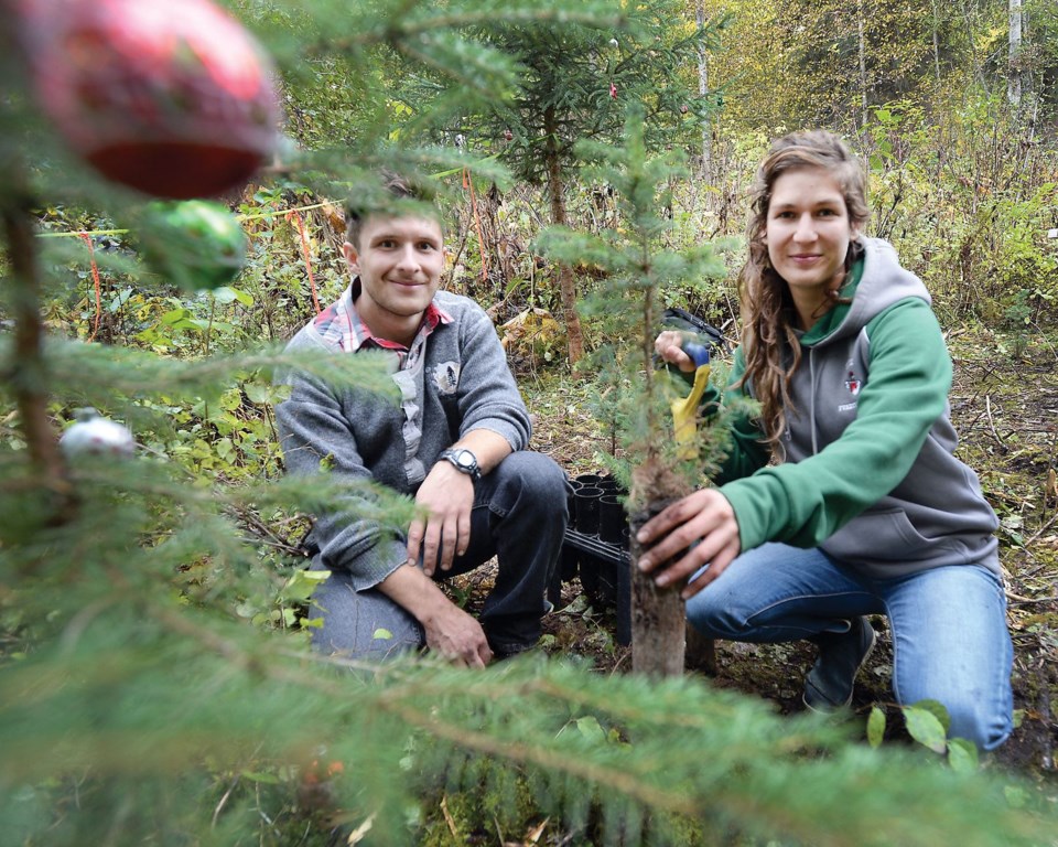 Christmas-Tree-farm.20.jpg