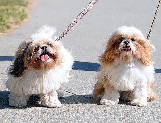 Zadie (left) and Mimzie at the end of their walk.