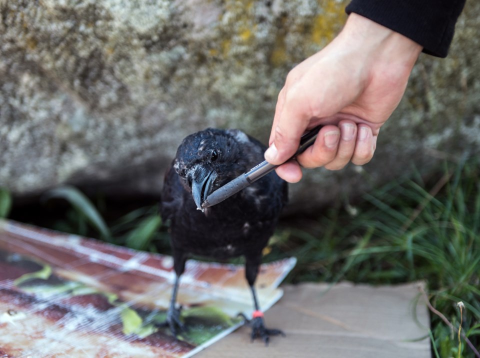 canuck the crow