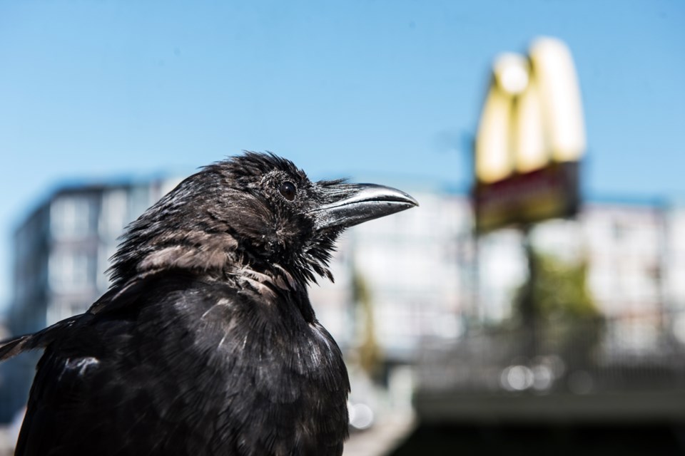 Canuck the crow is sometimes found inside the McDonald’s restaurant at Hastings and Cassiar and often has to be lured back outside by a staff member who holds a piece of bacon or sausage. The wily bird waits for a customer to use the automatic door in order to make his entrance. Photograph by: Rebecca Blissett