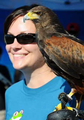 Beginning their cross-country educational tour, Earth Ranger Shannon Reeb and Linus the Harris Hawk were on hand to teach the public about their Bring Back the Wild program.