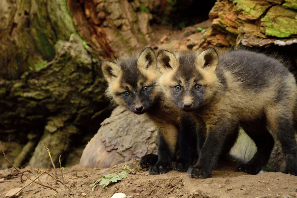 fox kits