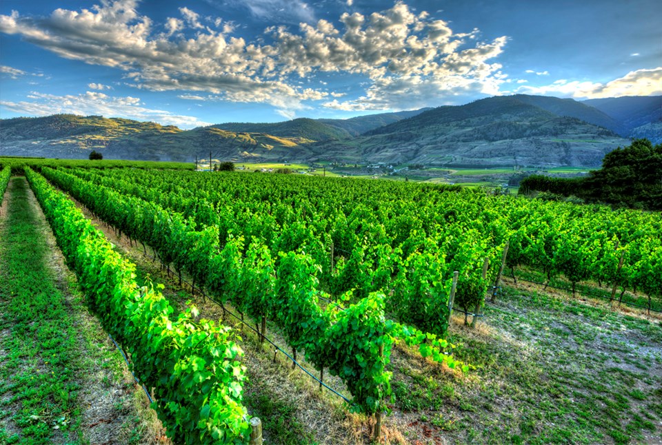 Bartier Brothers vineyard BTB 0929