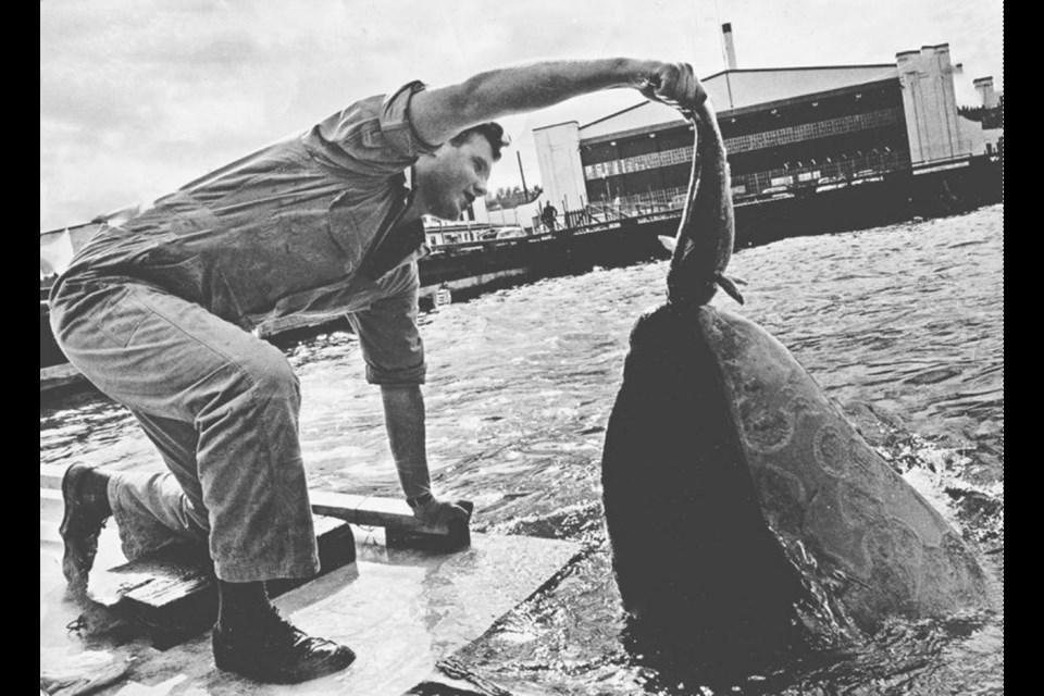 Terry McLeod feeds Moby Doll in 1965. McLeod was one of the first humans to hand-feed an orca, after it was realized Moby Doll had no interest in eating hands. Don McLeod photo, courtesy Terry McLeod