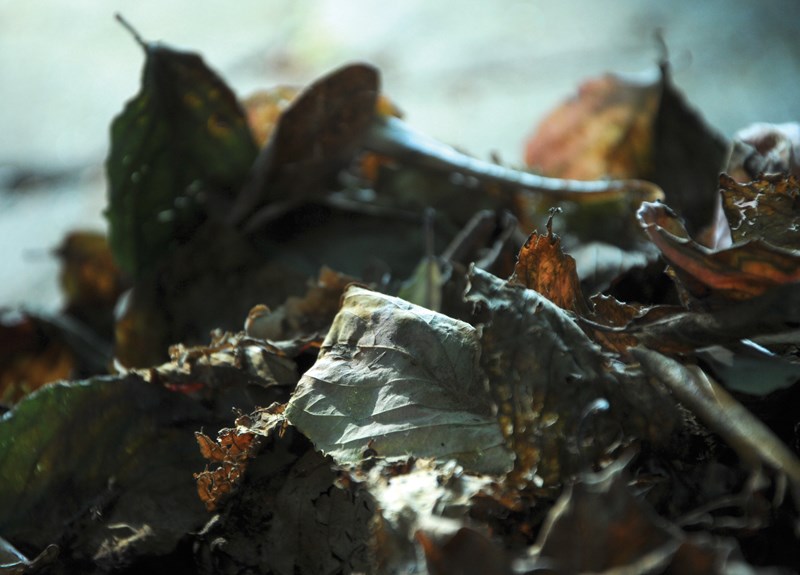 Fallen leaves help build healthy soil
