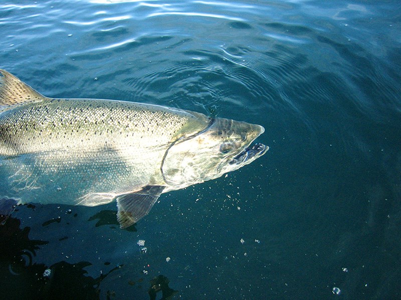 Pacific Salmon Foundation