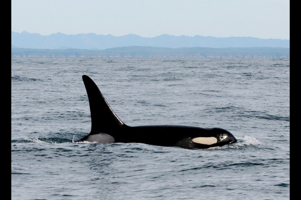 An orca whale known as L95 swims in the Pacific Ocean near La Push, Washington, shortly before being fitted with a satellite tag. In April, federal biologists temporarily halted tagging endangered killer whales in Puget Sound after the orca was found dead with fragments of a dart tag lodged in its dorsal fin.