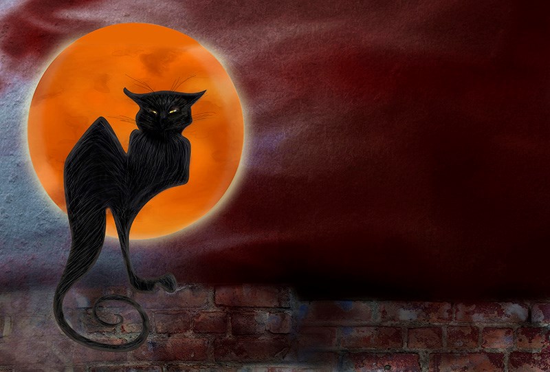 cat