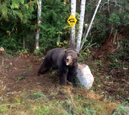 bear