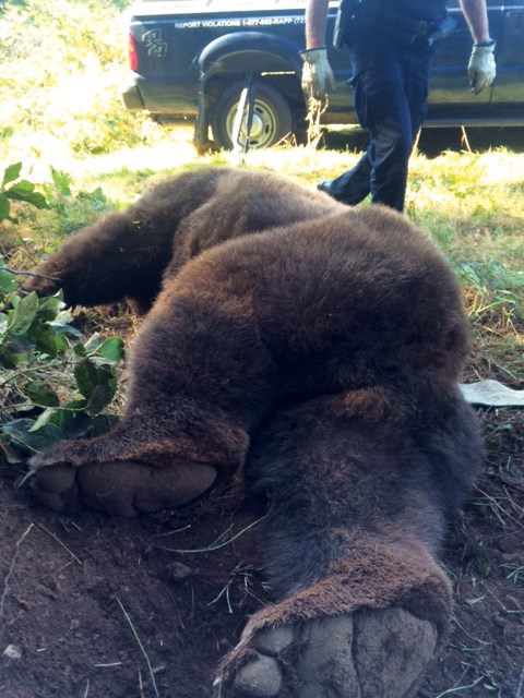 bear