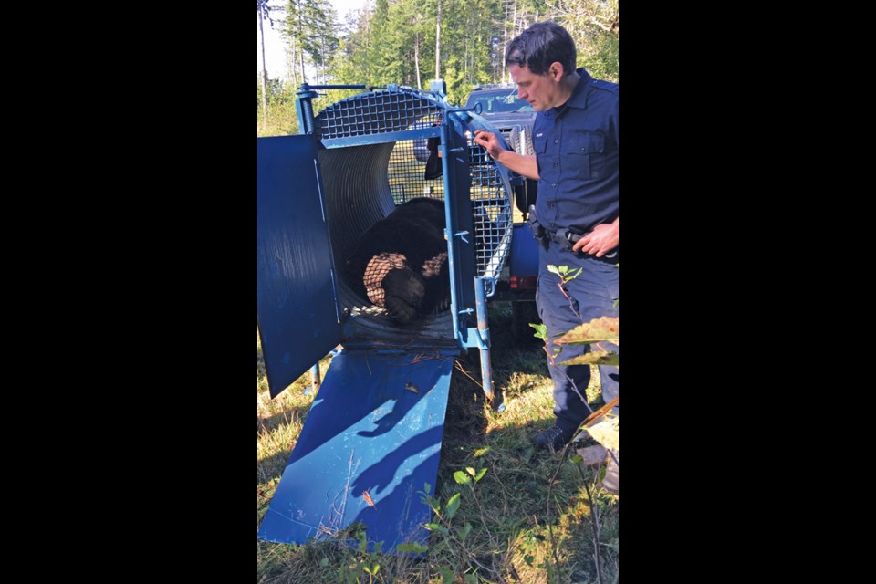 Sgt. Dean Miller with the Conservation Officer Service (COS) stands beside the trapped grizzly bear that was seen in West Sechelt last week.
