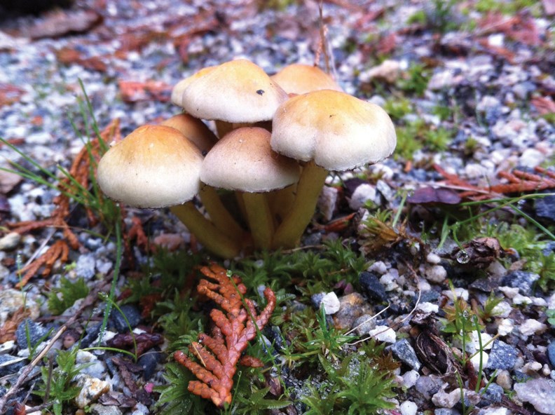 SCHROOM