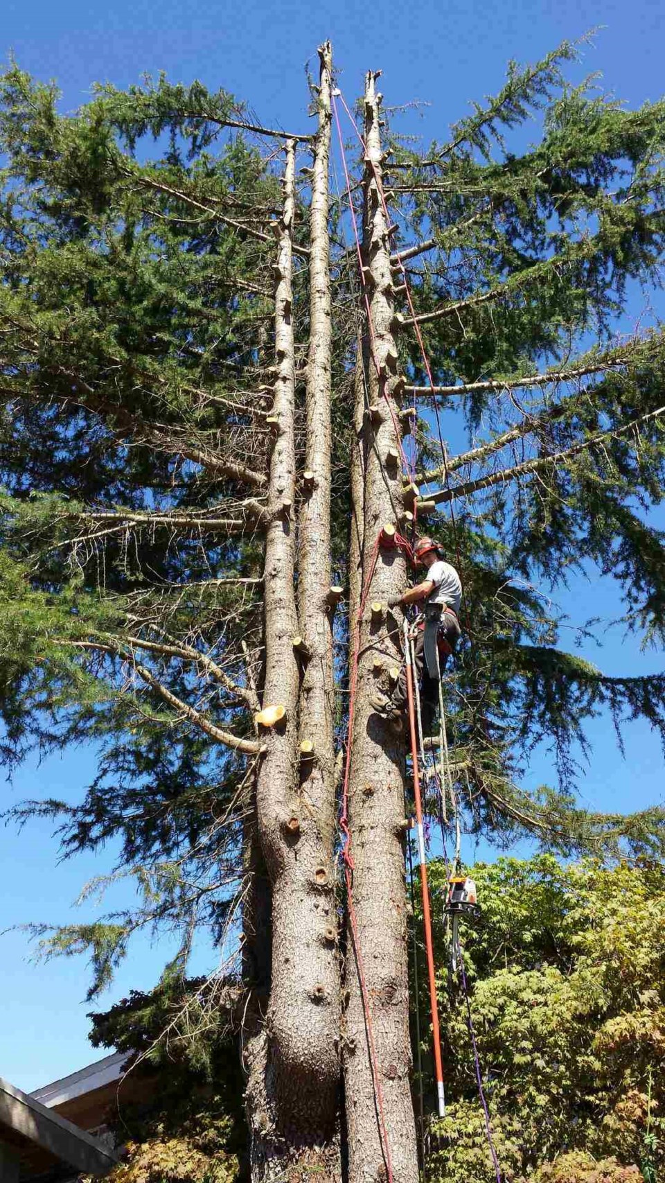 tree cut