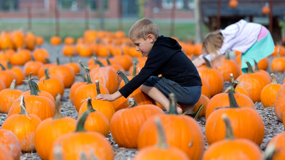 pumpkin patch