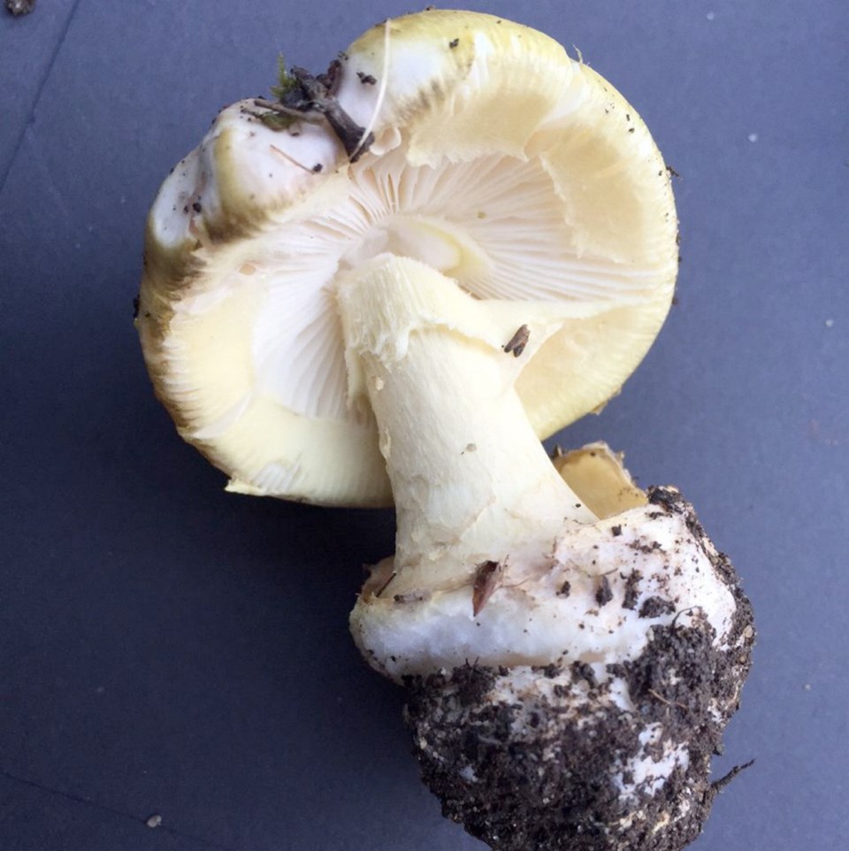 Death Cap mushroom.jpg