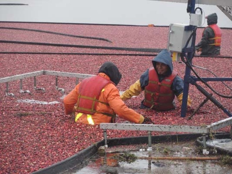 A bumper crop of cranberries is expected this year, from growers across B.C., including Richmond. File photo