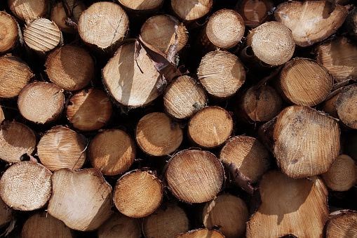 softwood-lumber-legal-windo.jpg