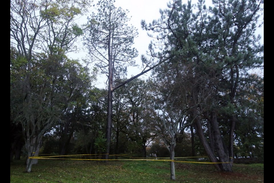 A section of Beacon Hill Park was taped off after a limb broke off a tree Saturday afternoon. Ross Bay Cemetery, Beacon Hill Park and Banfield Park were closed by the City of Victoria, due to their large trees that could present a hazard in high winds.