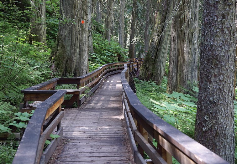 Ancient Forest