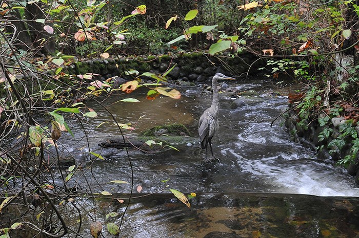 heron in creek