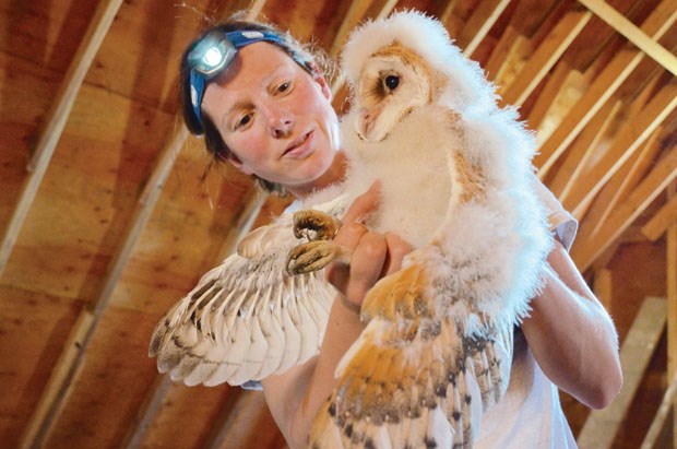 Biologist Sofi Hindmarch visited the Earthwise Garden and Farm to band a rare second set of baby barn owls.