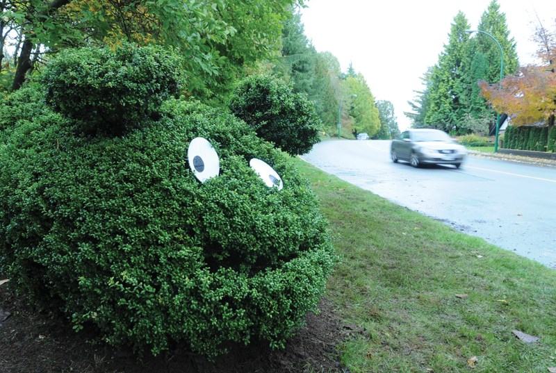 hedge creature