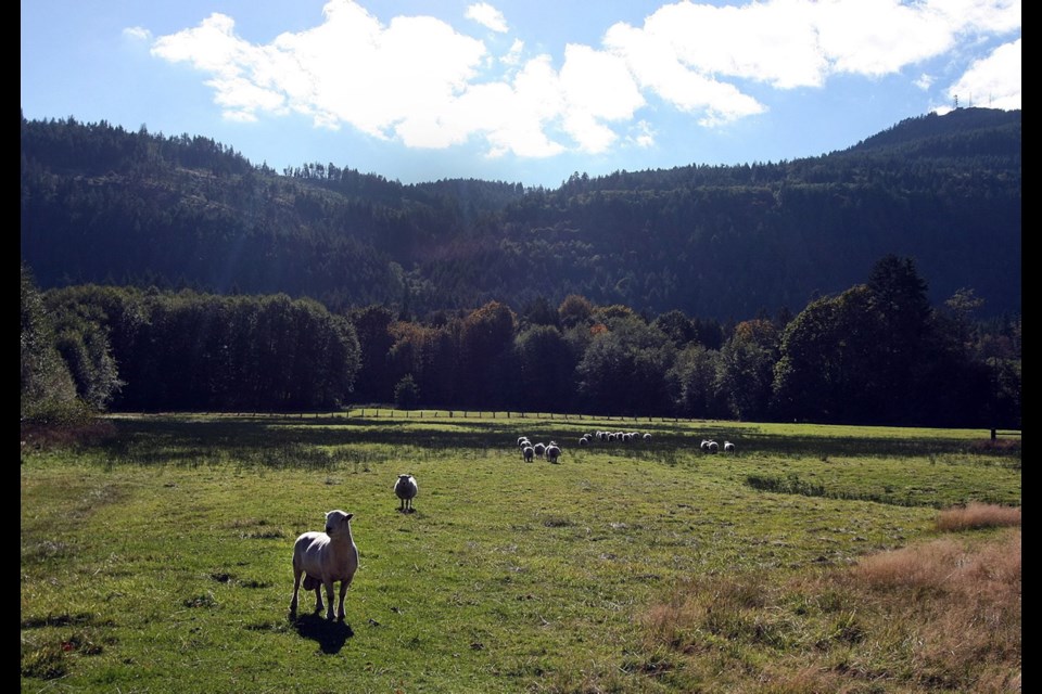 Sheep graze on a farm on Salt Spring Island, where residents are once again considering the costs and benefits of incorporation.
