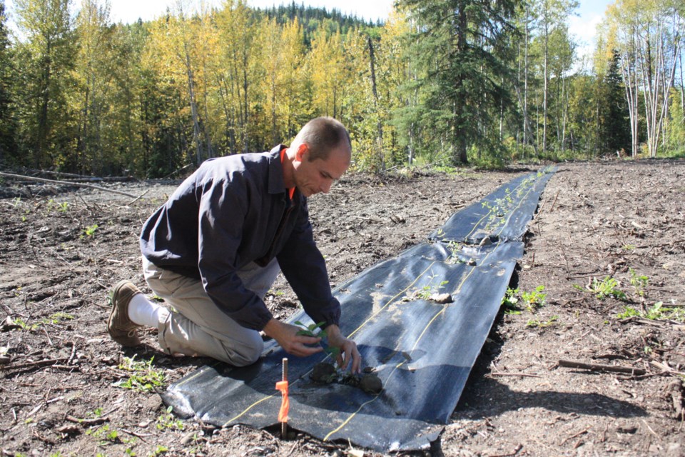 Darren Shankel, principal of the Peace Christian School near Chetwynd, tends to a row of Haskap berries at the school's experimental garden. The school is taking part in a study with the University of Saskatchewan that could fuel the potential for Haskap becoming a cash crop in the Peace country.