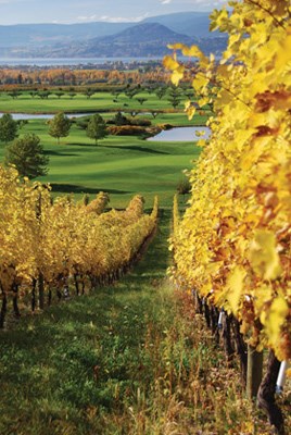 An Okanagan vineyard during harvest season.