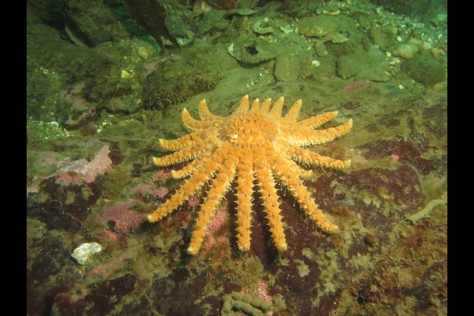A sunflower sea star found off Cliff Island, Washington in March last year. The sunflower sea star once flourished off the coast of B.C. and northern Washington state. But a new report says a wasting disease targeted the star fish and more than two dozen other varieties in the area, prompting a call to have the colourful giant declared a species of concern in the United States. Joe Gaydos, SeaDoc Society
