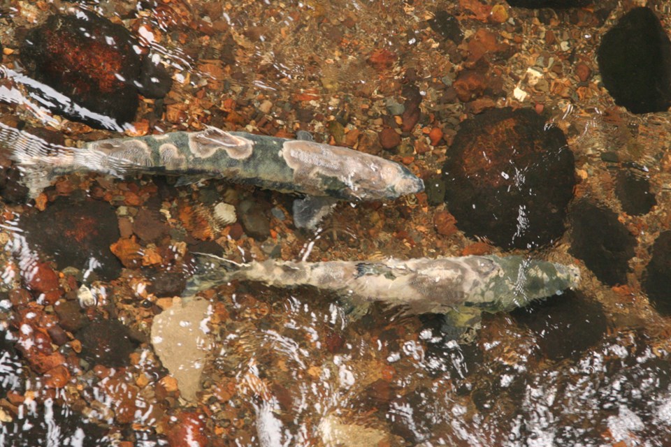 Chum salmon