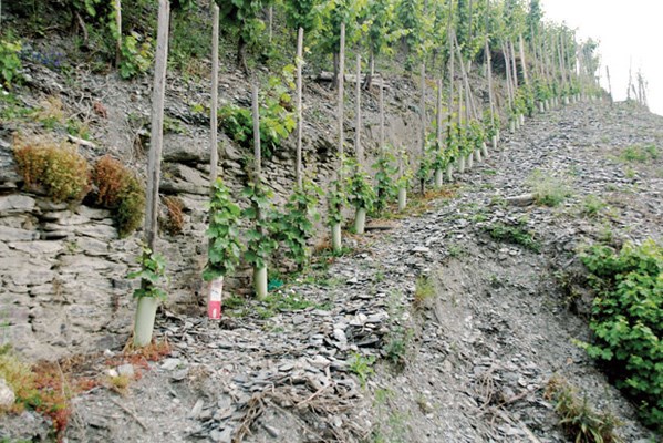 New vines struggle to establish at Selbach winery.