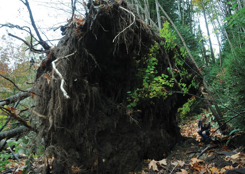 tree