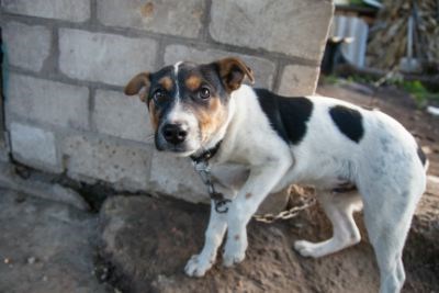 outdoor-animals.05_1142016.jpg