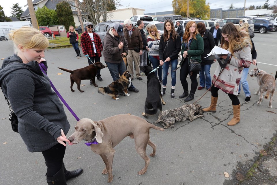 Just a few of the many pooches who brought their owners to the casting call for Pup Star 2 on Viewfield Road on Tuesday.