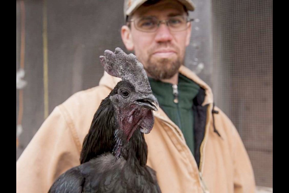 Matthew Nelson holds an Ayam Cemani chicken.