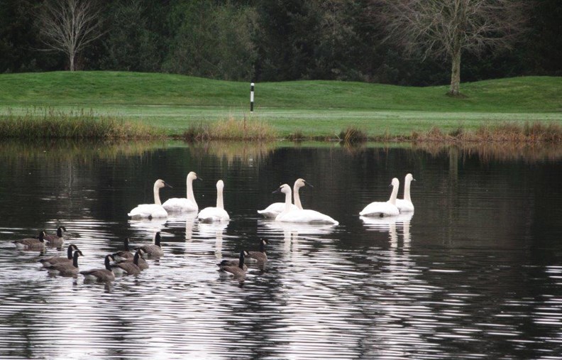 swans