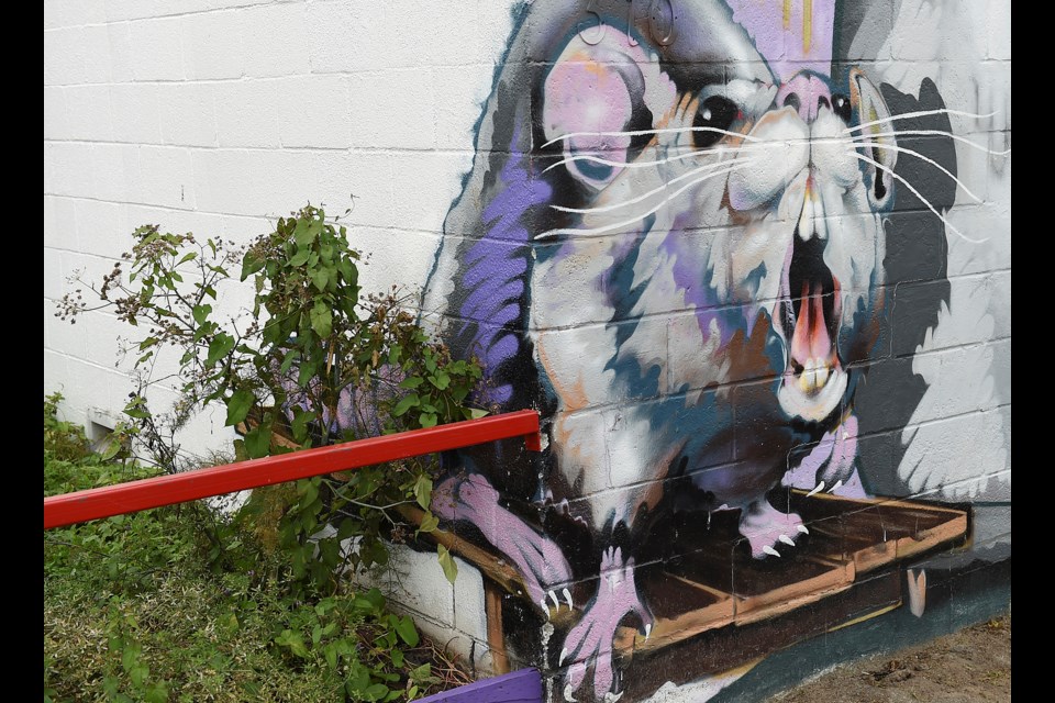 Figuring out the extent of the city's rat problem isn't easy, but a comprehensive rat surveillance program could change that. This rat mural can be found outside of Storm Brewery. Photo Dan Toulgoet