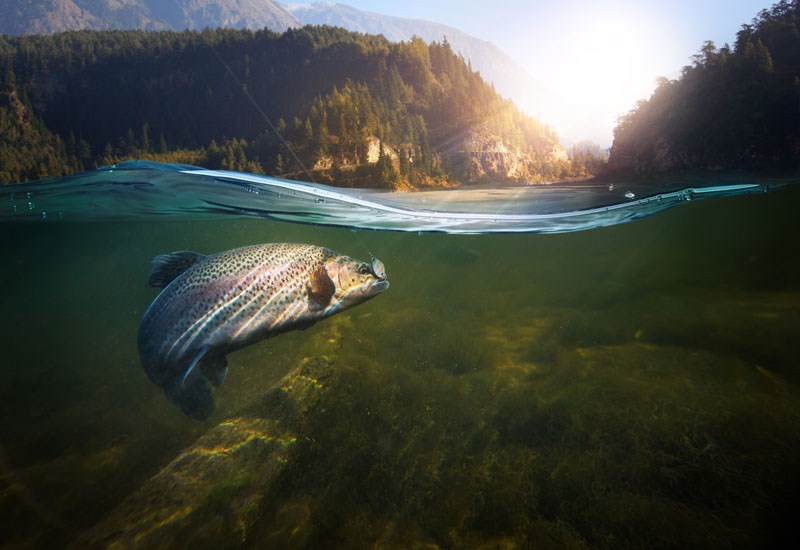 1201 Science Matters fishing endangered fish