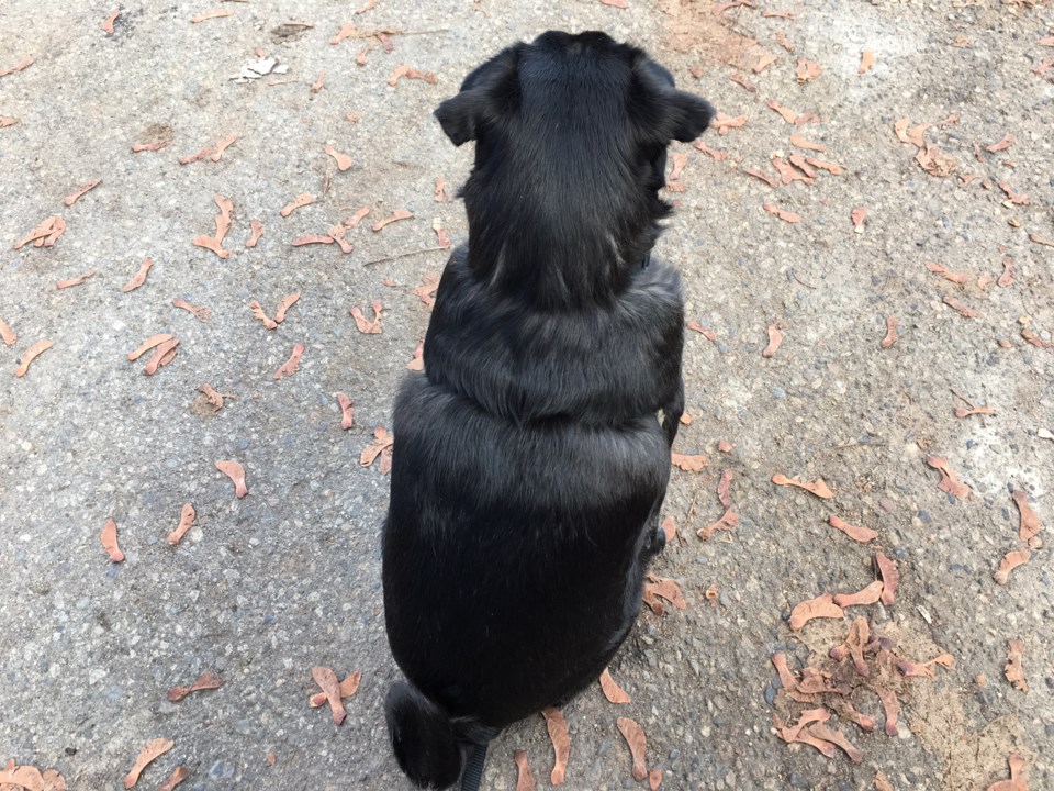 gertie