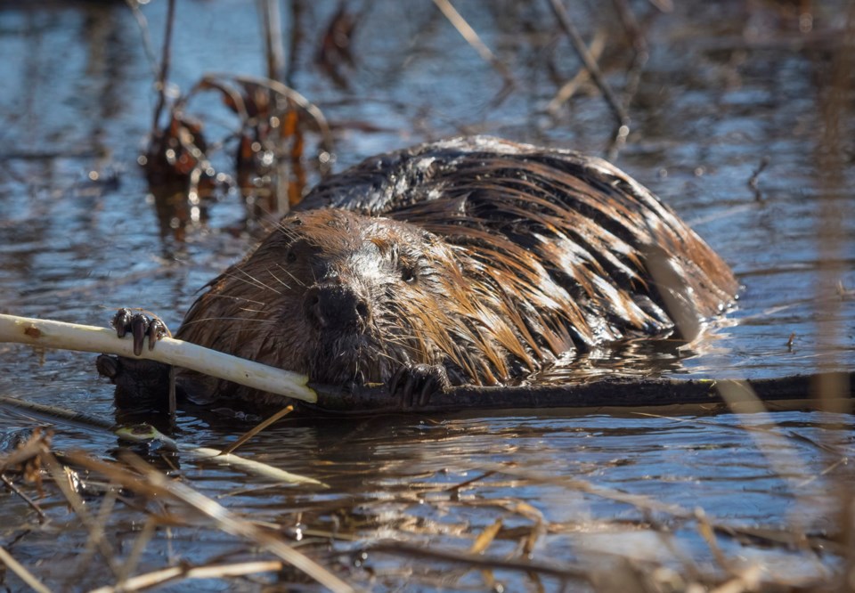 beaver, Thinkstock