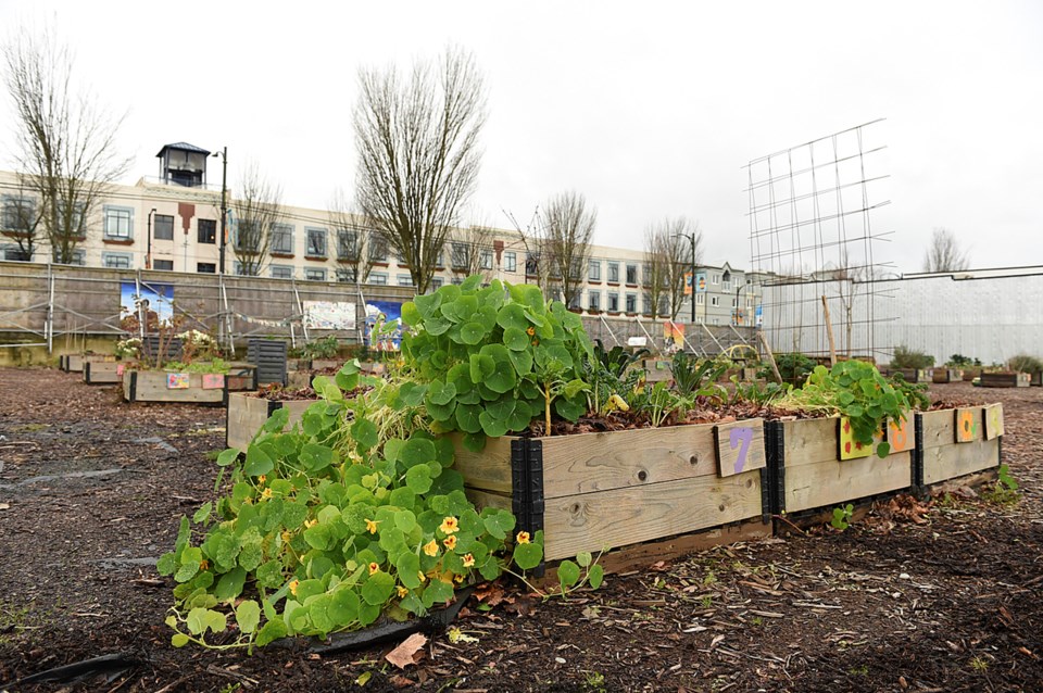 Hastings North Temporary Community Garden