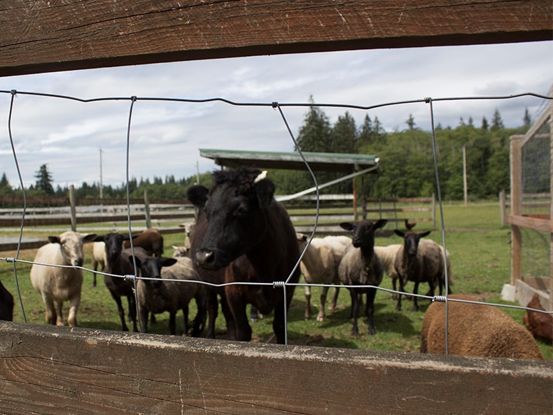 incubator farm