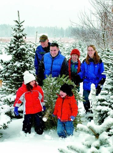 christmas-tree-cutting-perm.jpg
